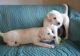 Labrador Retriever Puppies for sale in Minneapolis, MN, USA. price: NA