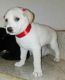 Labrador Retriever Puppies for sale in Los Altos Hills, CA, USA. price: NA