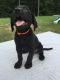 Labrador Retriever Puppies for sale in Augusta, GA, USA. price: $500
