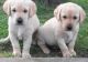 Labrador Retriever Puppies for sale in New York, NY, USA. price: NA