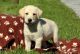Labrador Retriever Puppies for sale in Vancouver, BC, Canada. price: $500
