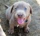 Labrador Retriever Puppies for sale in Washington Court House, OH 43160, USA. price: NA