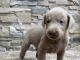 Labrador Retriever Puppies for sale in Ogema, WI 54459, USA. price: NA