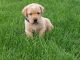 Labrador Retriever Puppies for sale in Sparta, MI 49345, USA. price: $850