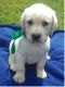 Labrador Retriever Puppies for sale in Los Angeles, CA 90005, USA. price: NA