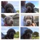 Labrador Retriever Puppies for sale in Amherst, NH 03031, USA. price: NA
