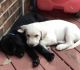 Labrador Retriever Puppies for sale in Cincinnati, OH, USA. price: $500