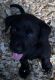 Labrador Retriever Puppies for sale in Taylorsville, NC 28681, USA. price: $450,700