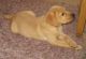 Labrador Retriever Puppies for sale in Montgomery, AL, USA. price: $500