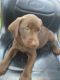 Labrador Retriever Puppies for sale in Vallonia, IN 47281, USA. price: $500