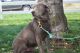 Labrador Retriever Puppies for sale in Tetonia, ID, USA. price: NA
