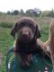 Labrador Retriever Puppies for sale in Greenfield, MO 65661, USA. price: NA