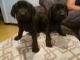 Labrador Retriever Puppies for sale in Rosemead, CA, USA. price: NA