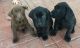 Labrador Retriever Puppies for sale in Lafayette, IN, USA. price: $600