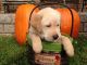 Labrador Retriever Puppies for sale in Richmond, MI, USA. price: NA