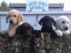 Labrador Retriever Puppies for sale in Covington, IN 47932, USA. price: NA