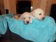 Labrador Retriever Puppies for sale in Nashville, TN, USA. price: NA