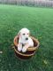 Labrador Retriever Puppies for sale in Edmore, MI 48829, USA. price: NA