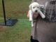 Labrador Retriever Puppies for sale in Pikeville, KY 41501, USA. price: NA