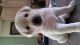 Labrador Retriever Puppies for sale in Clinton, OH, USA. price: NA