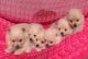 Labrador Retriever Puppies for sale in Oregon City, OR 97045, USA. price: NA