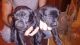 Labrador Retriever Puppies for sale in Lenoir, NC 28645, USA. price: $200