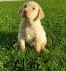 Labrador Retriever Puppies for sale in Grabill, IN 46741, USA. price: NA