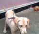Labrador Retriever Puppies for sale in Pavoorchatram, Tamil Nadu 627808, India. price: 8600 INR