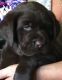 Labrador Retriever Puppies for sale in Eugene, OR, USA. price: $700