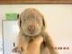 Labrador Retriever Puppies for sale in Lake Villa, IL, USA. price: $500