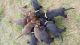 Labrador Retriever Puppies for sale in Brownwood, TX, USA. price: $1,000