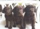 Labrador Retriever Puppies for sale in Lecanto, FL, USA. price: $750