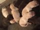 Labrador Retriever Puppies for sale in Mt Pleasant, MI 48858, USA. price: $700