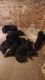Labrador Retriever Puppies for sale in Genoa, IL 60135, USA. price: NA