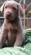 Labrador Retriever Puppies for sale in Callahan, FL 32011, USA. price: NA