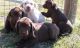 Labrador Retriever Puppies for sale in Scottsburg, IN 47170, USA. price: NA