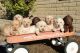 Labrador Retriever Puppies for sale in Florence, AZ, USA. price: $700