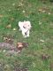 Labrador Retriever Puppies for sale in Royal Oak, MI, USA. price: NA