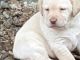 Labrador Retriever Puppies for sale in N State Rd 7, Lauderdale Lakes, FL, USA. price: NA