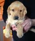 Labrador Retriever Puppies for sale in Salem, OR, USA. price: NA