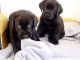 Labrador Retriever Puppies for sale in Lawton, OK, USA. price: NA