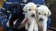 Labrador Retriever Puppies for sale in Springfield, IL, USA. price: NA