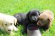 Labrador Retriever Puppies for sale in Avenue Florida, 1410 Waterloo, Belgium. price: 300 EUR