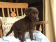 Labrador Retriever Puppies for sale in Pennsylvania Ave NW, Washington, DC, USA. price: NA
