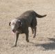Labrador Retriever Puppies for sale in Cobbtown, GA 30420, USA. price: NA