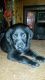 Labrador Retriever Puppies for sale in Maryland City, MD, USA. price: NA