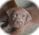 Labrador Retriever Puppies for sale in Russell Springs, KY 42642, USA. price: NA