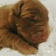 Labrador Retriever Puppies for sale in Pocatello, ID, USA. price: NA