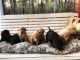 Labrador Retriever Puppies for sale in Hohenwald, TN 38462, USA. price: NA
