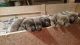Labrador Retriever Puppies for sale in La Marque, TX, USA. price: NA